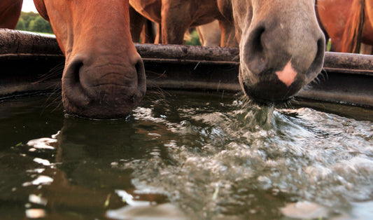 Water Matters: Summer Hydration Tips for Horses and Livestock