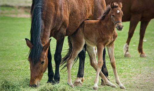 Minimizing Stress When Weaning Foals