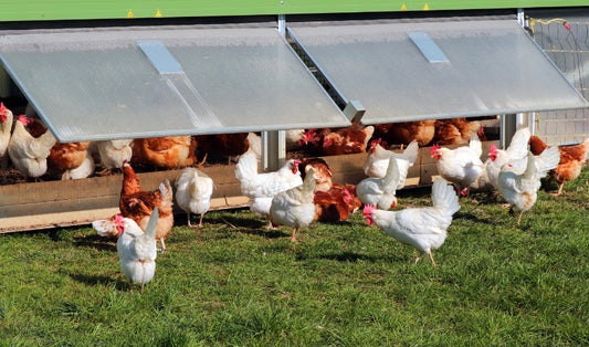 Mid-Summer Poultry Care: Keeping Your Flock Productive in the Heat