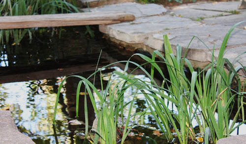 Tips on Opening Your Pond in the Spring