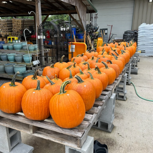 Pumpkins